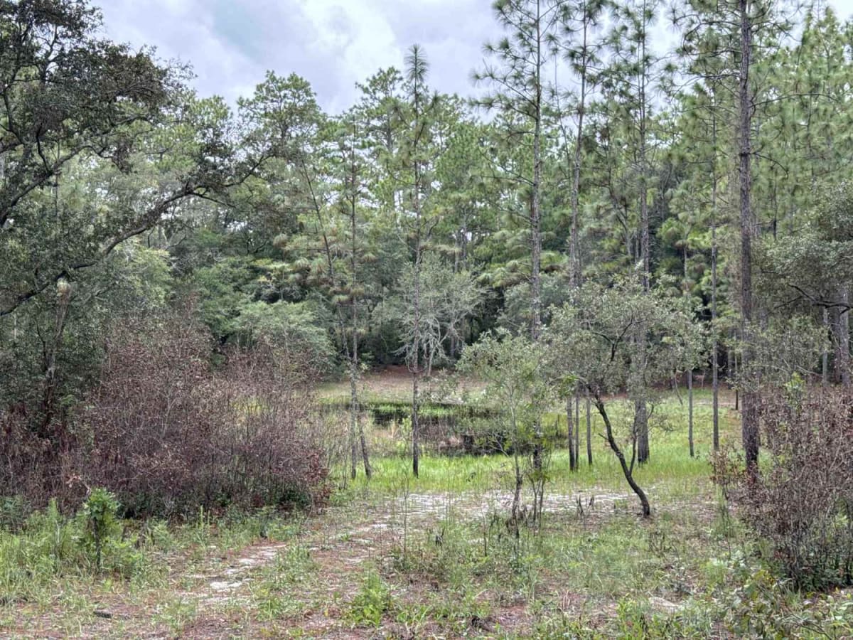 Ocala National Forest 24ST 3.2A photo 6
