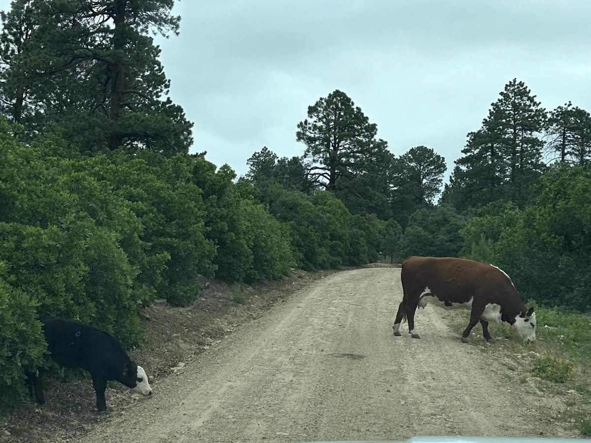 Madden Peak Road photo 4
