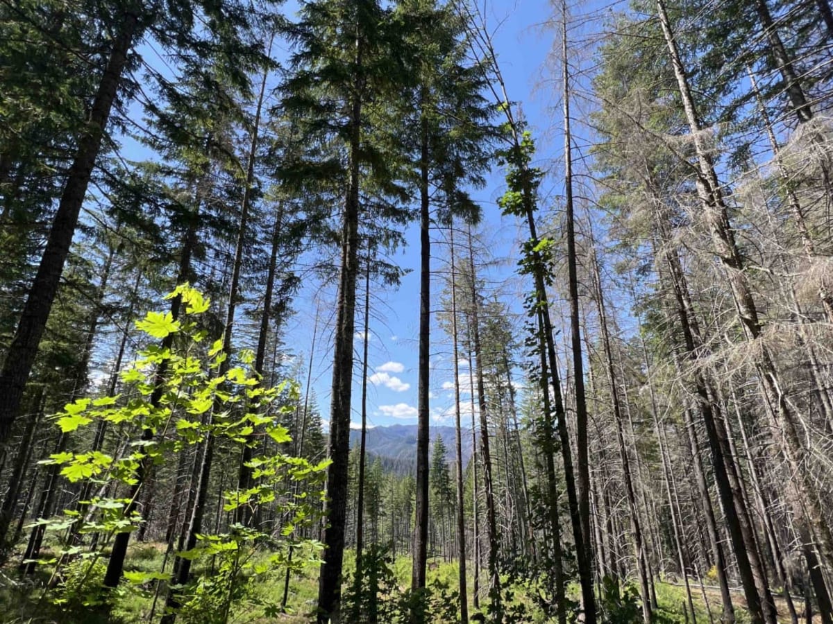 Oak Grove/Timothy Lake photo 3