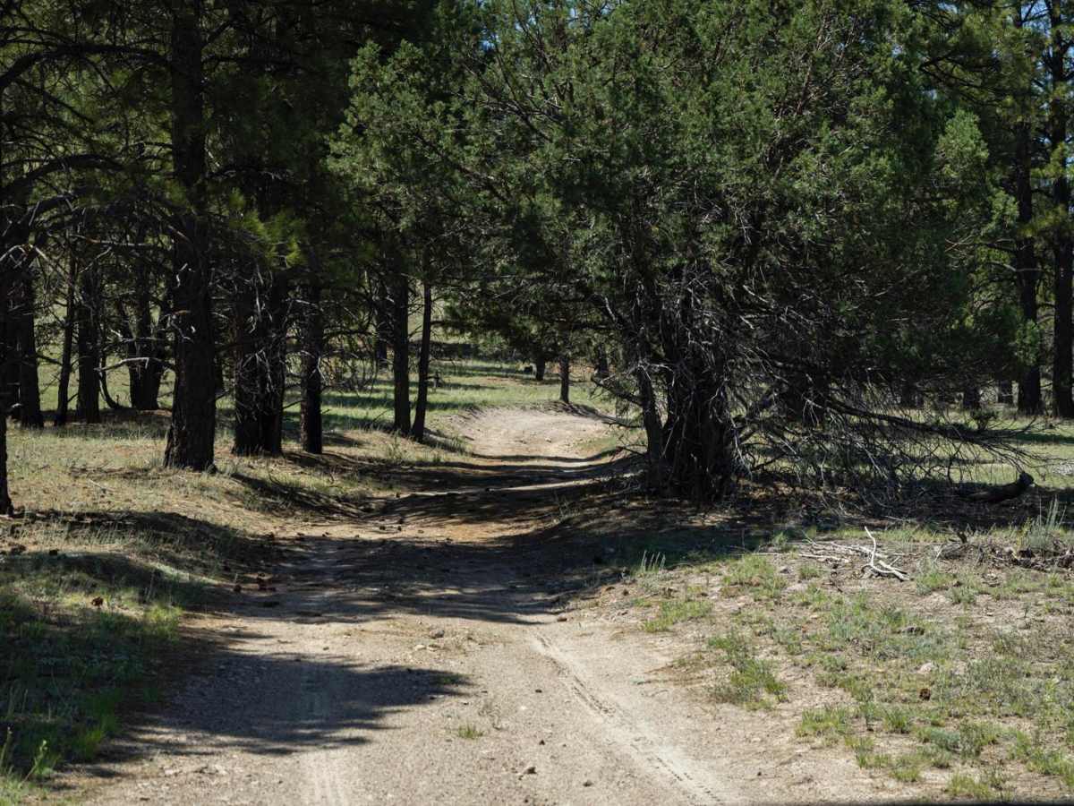 The Wooded Curve trail photo
