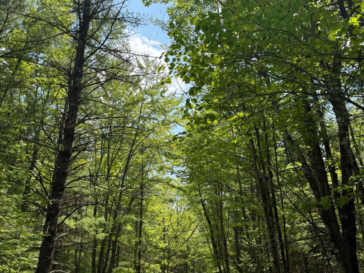 No. 4 Trail photo 5