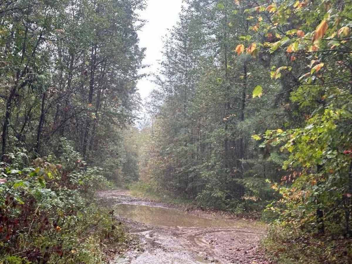 D Green trail photo