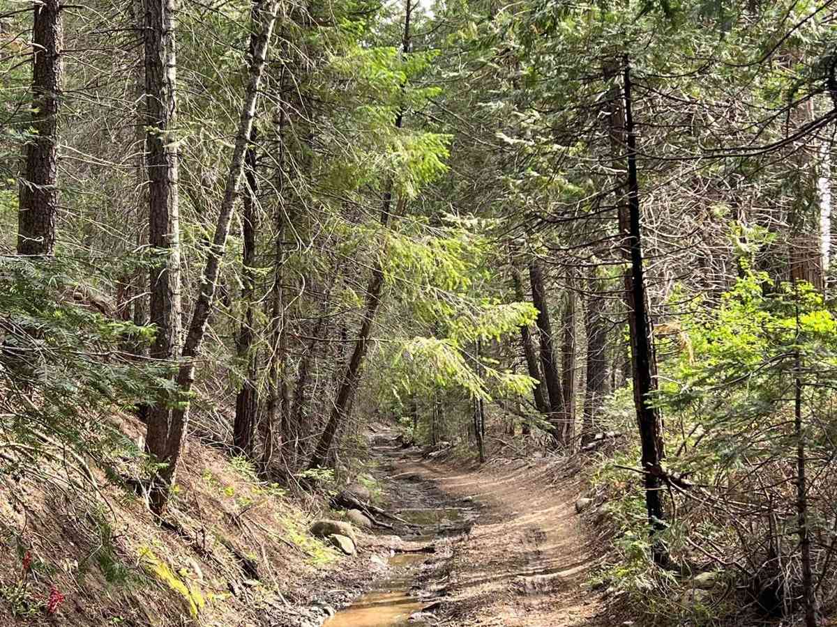 South Fork Stanislaus River Trail (4N90) photo 5