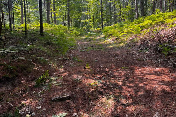 25 1/4 Trail