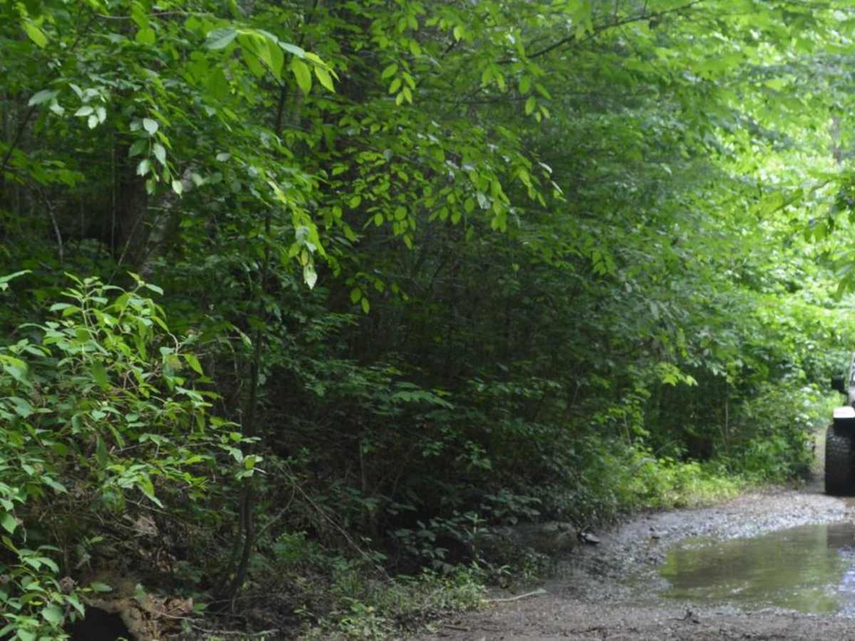 Conasauga Creek photo 6