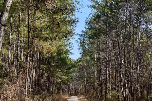 FSR6034 - Wiggins Road