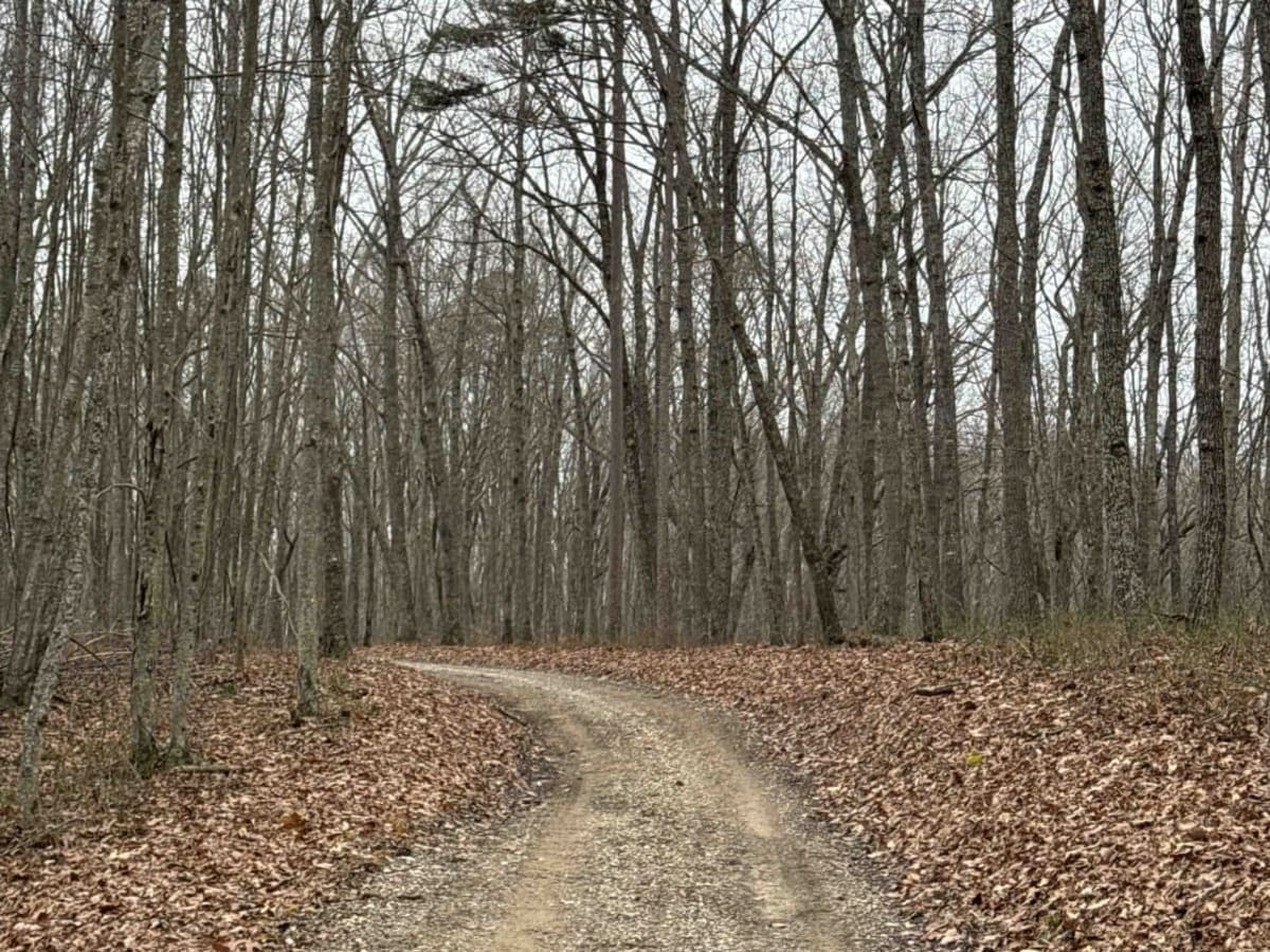 S-Tree Road (FSR 20-1) photo 3