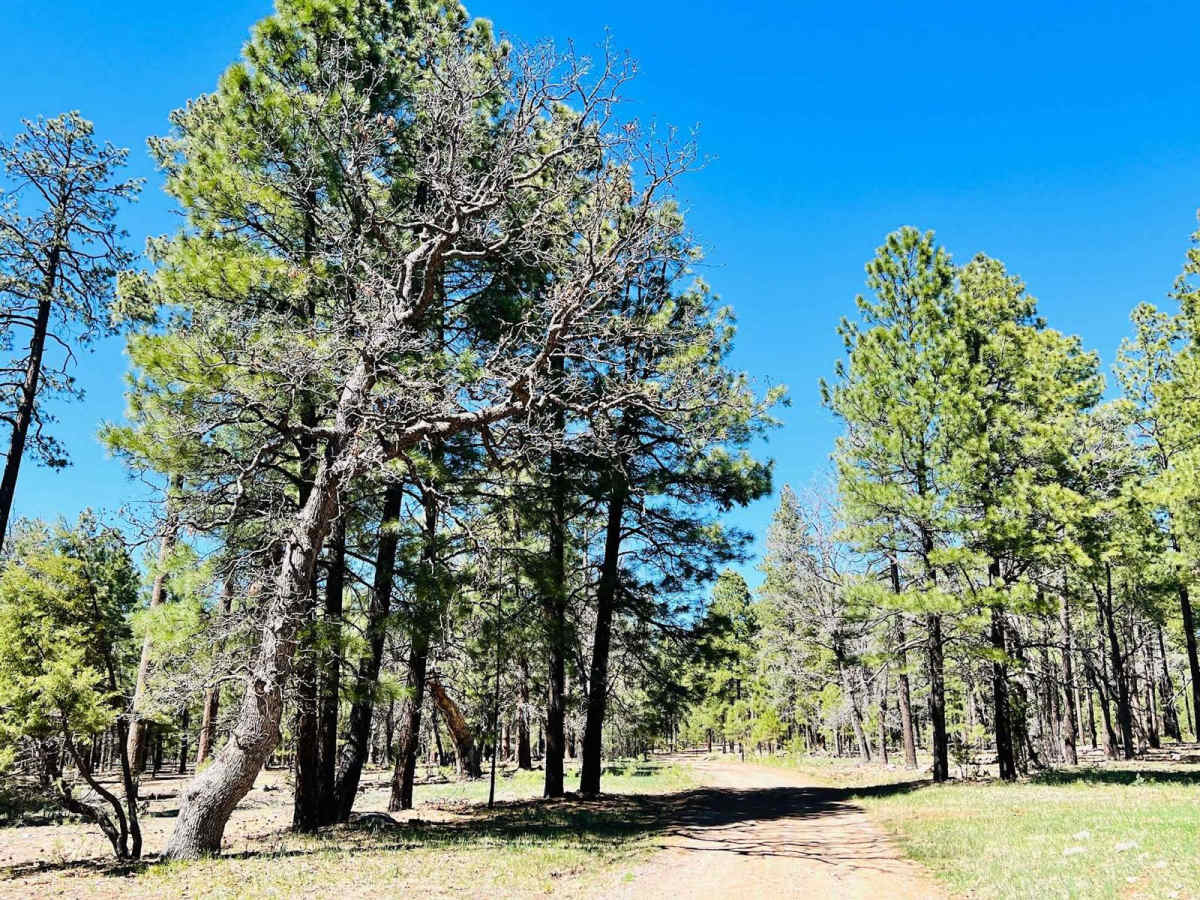 FR-142E trail photo