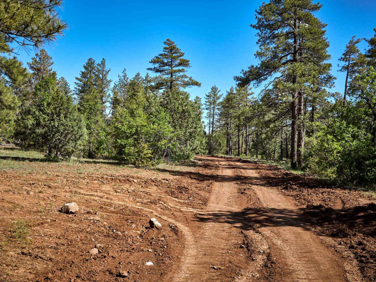 Sleeping Coyote Run photo 2