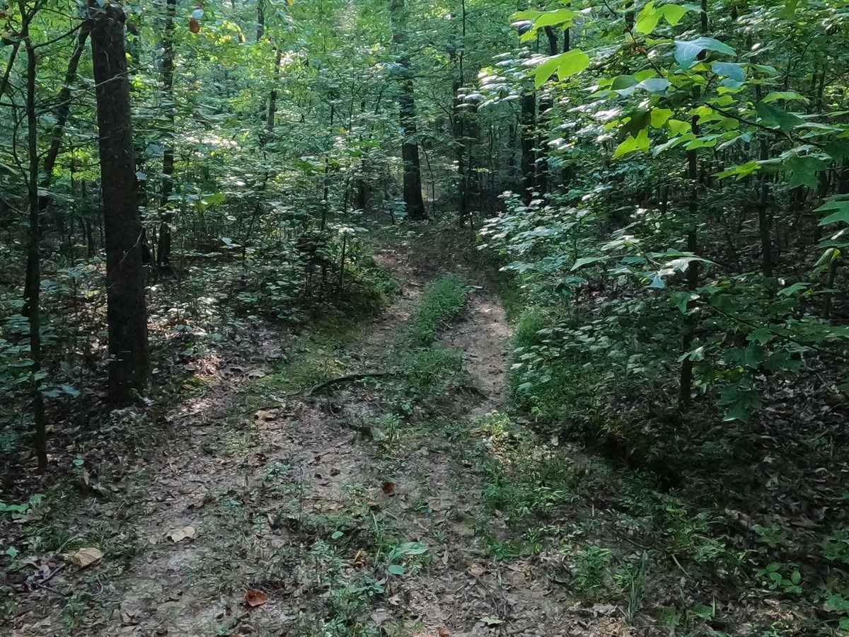 Wamble Mountain Spur Road - FS 707A photo 6