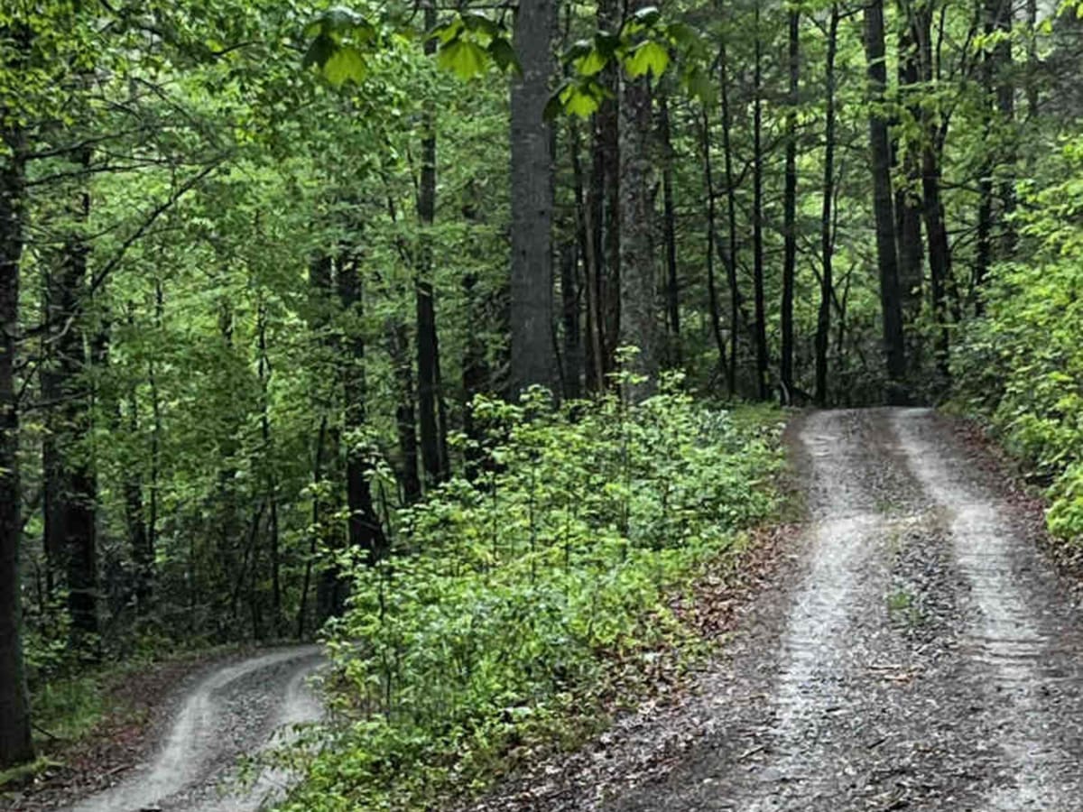 Burnette Creek - FS 261 trail photo