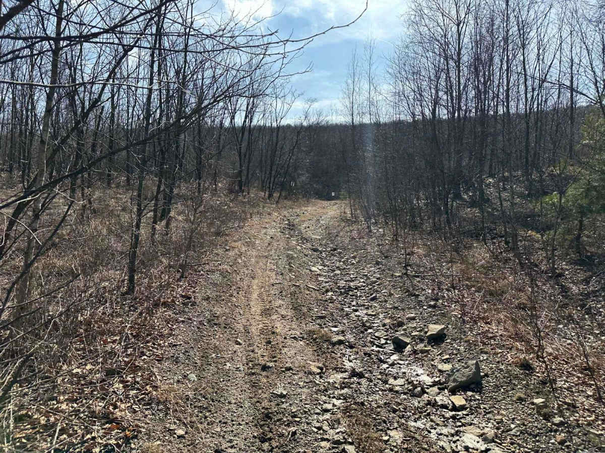 Locust Gap 39 photo 3