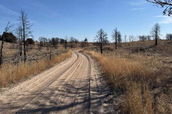 Forest Road 203A - Circle Trail