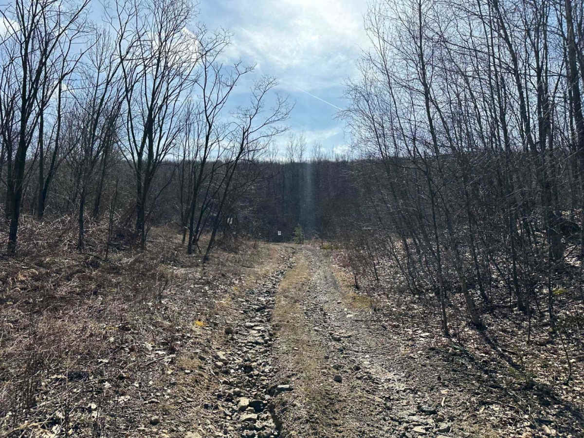 Locust Gap 39 photo 4