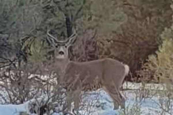 Big Buck Meadows Trail