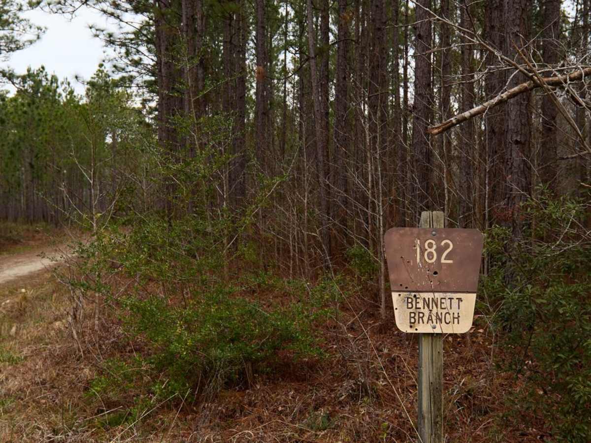 Bennett Branch Road - FSR182 trail photo