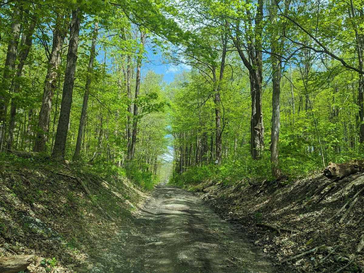 Deane Hill/Rossiter Road trail photo