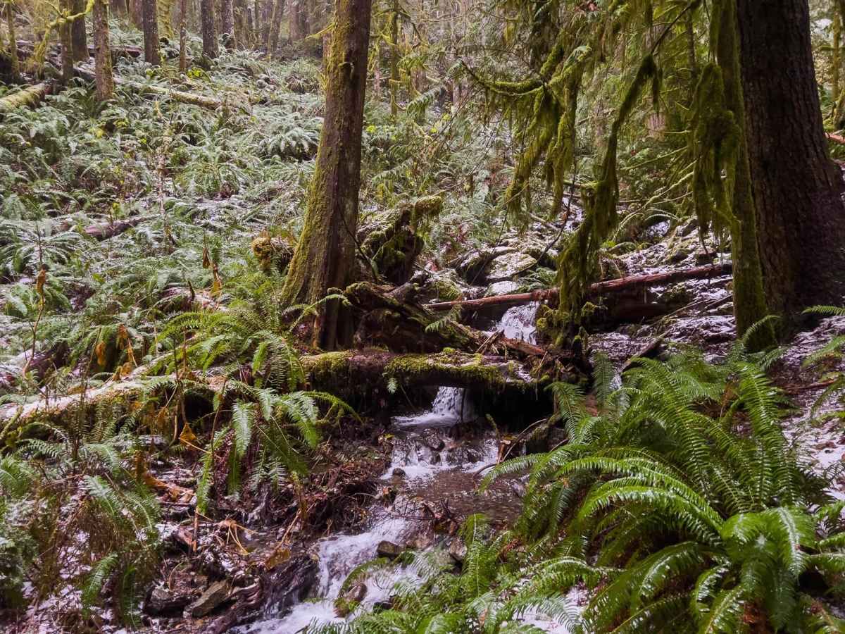 The Ferns on French Creek photo 5