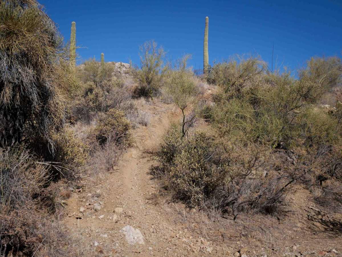 Desert Singletrack trail photo