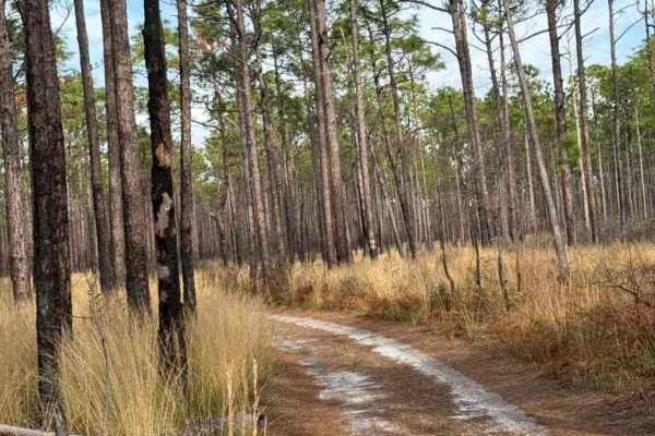 Pettiford Creek Trail 3
