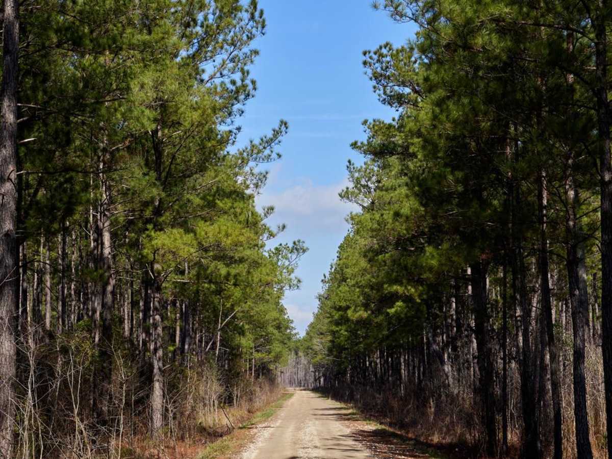 FSR108 - Bullhead Road photo 6