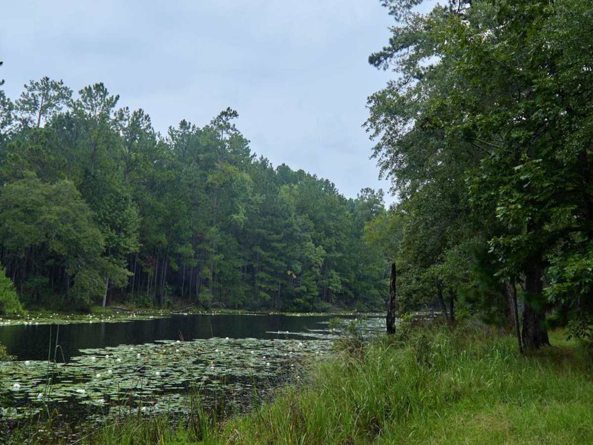 Bonneau Ferry WMA - Pond Recreation Area trail photo
