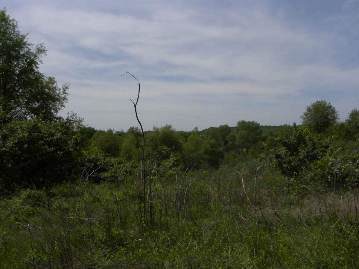 Trail 1 photo 5