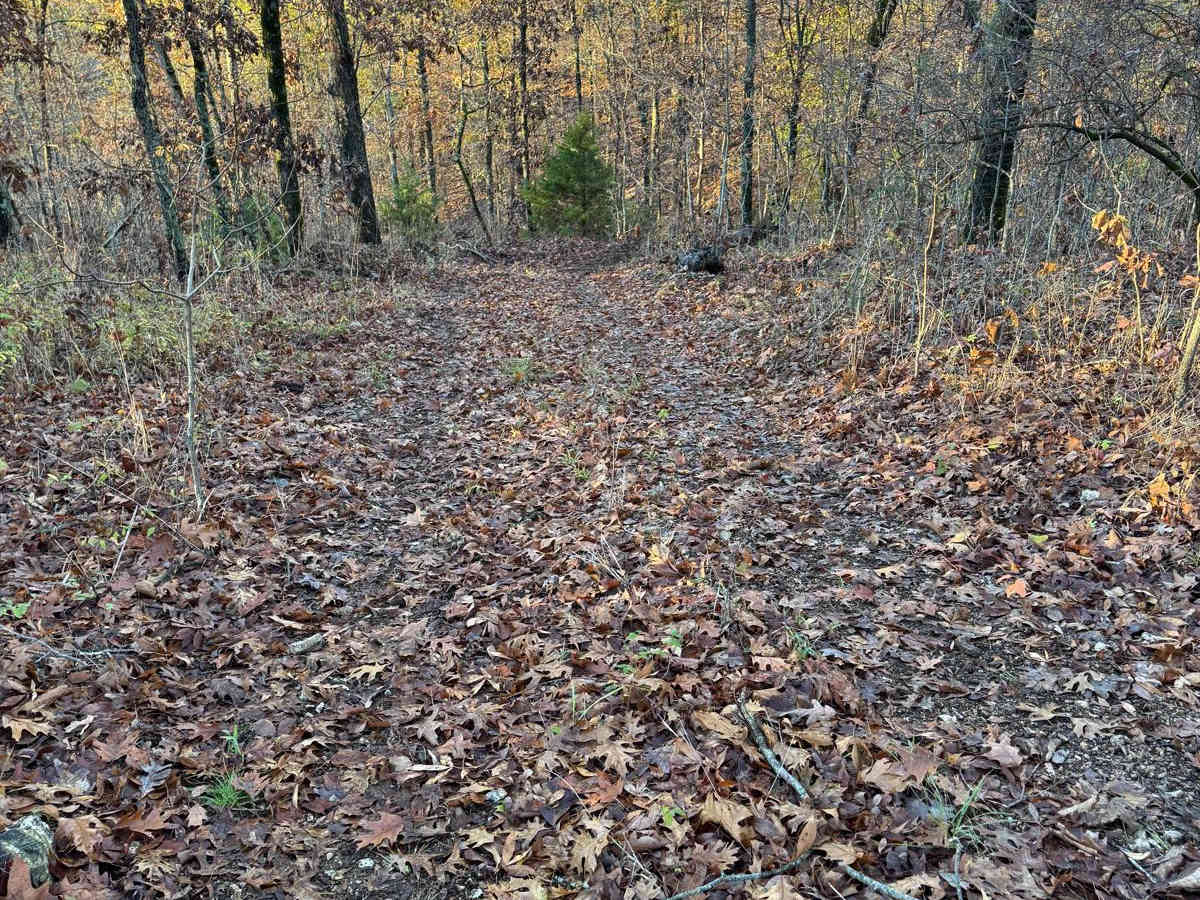 Green 115 photo 2