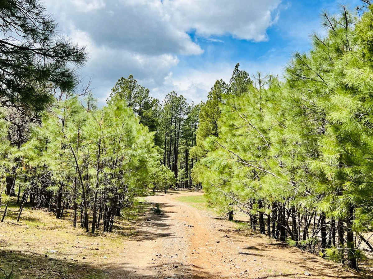 FR-122C trail photo