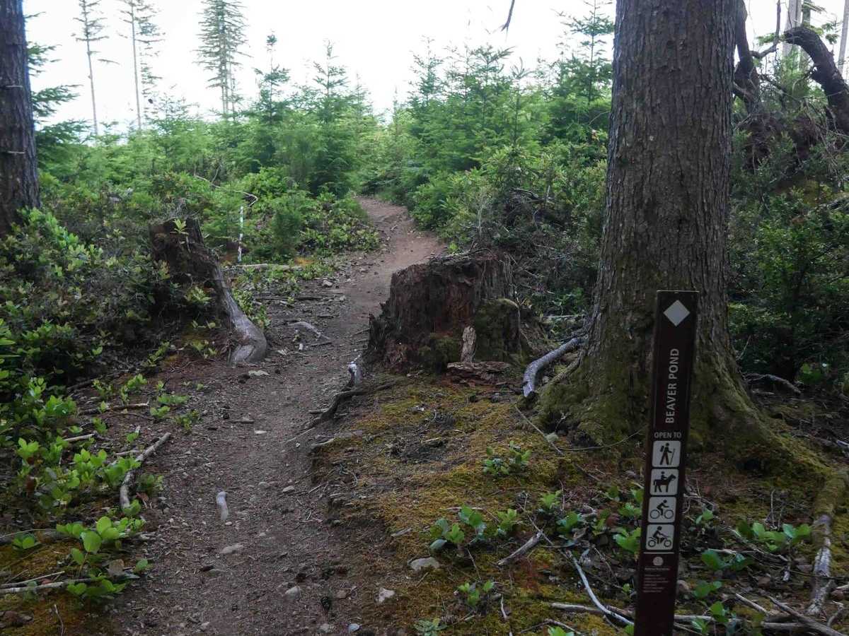 Beaver Pond photo 5
