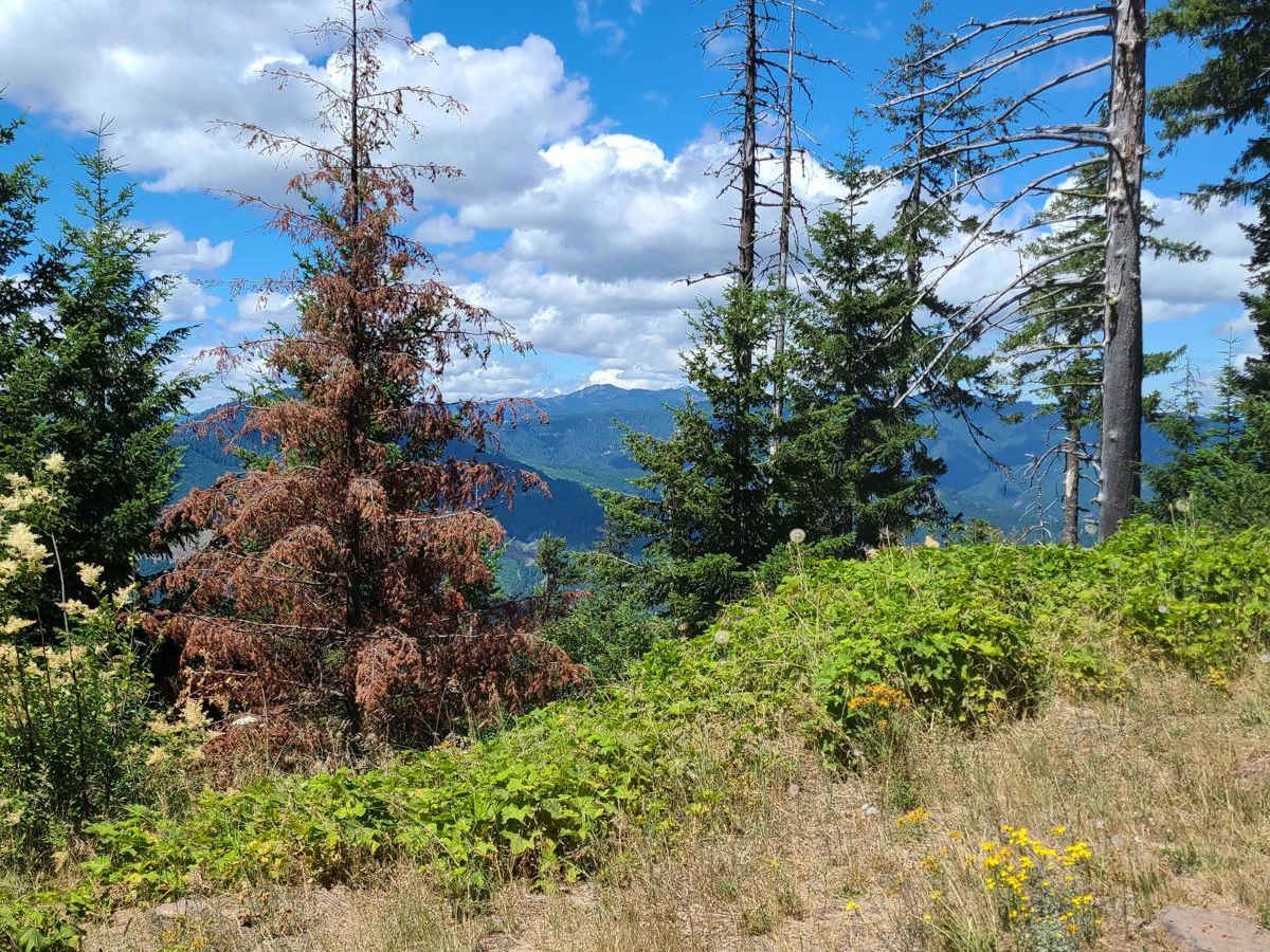 Youngs Creek #2129 trail photo