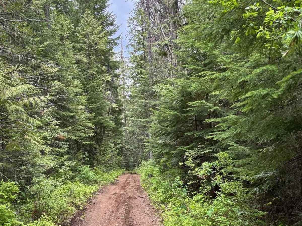 Strychnine Ridge (Trail 319) photo 2