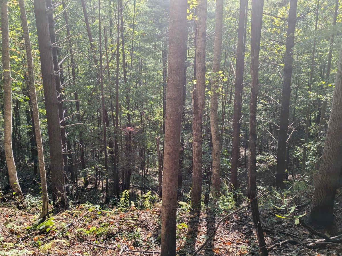 Bark Camp- Lost Cove- Miller's Ridge photo 3