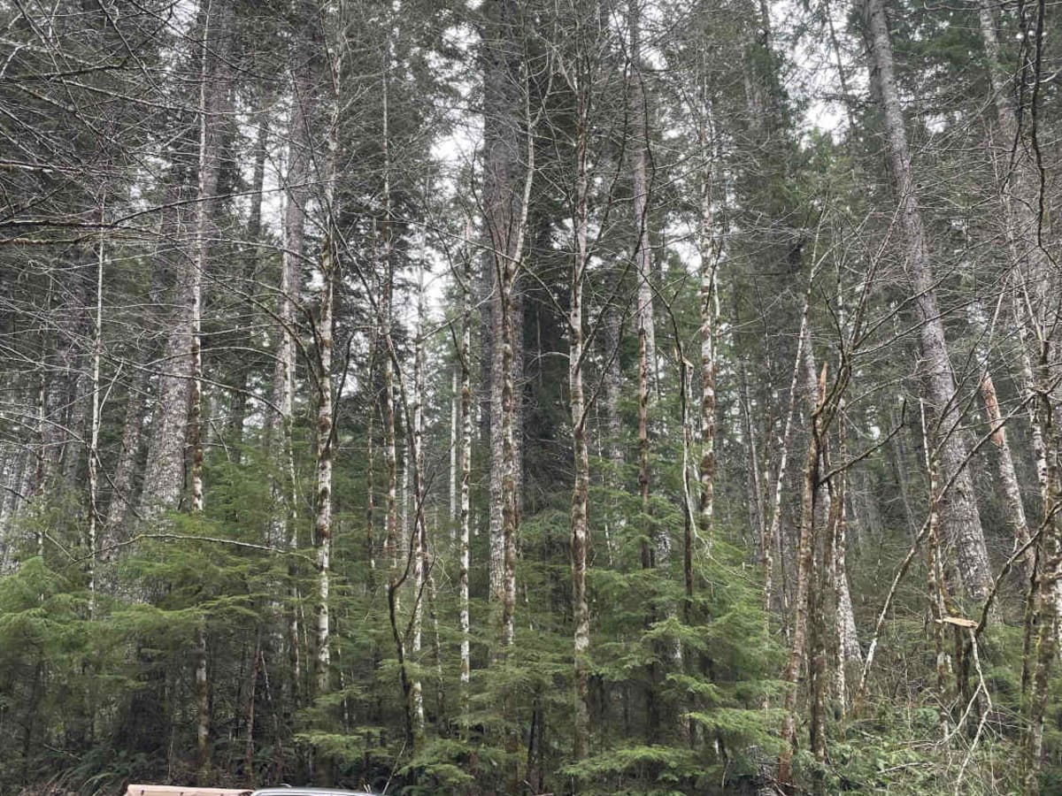 Derby Creek Road photo 4