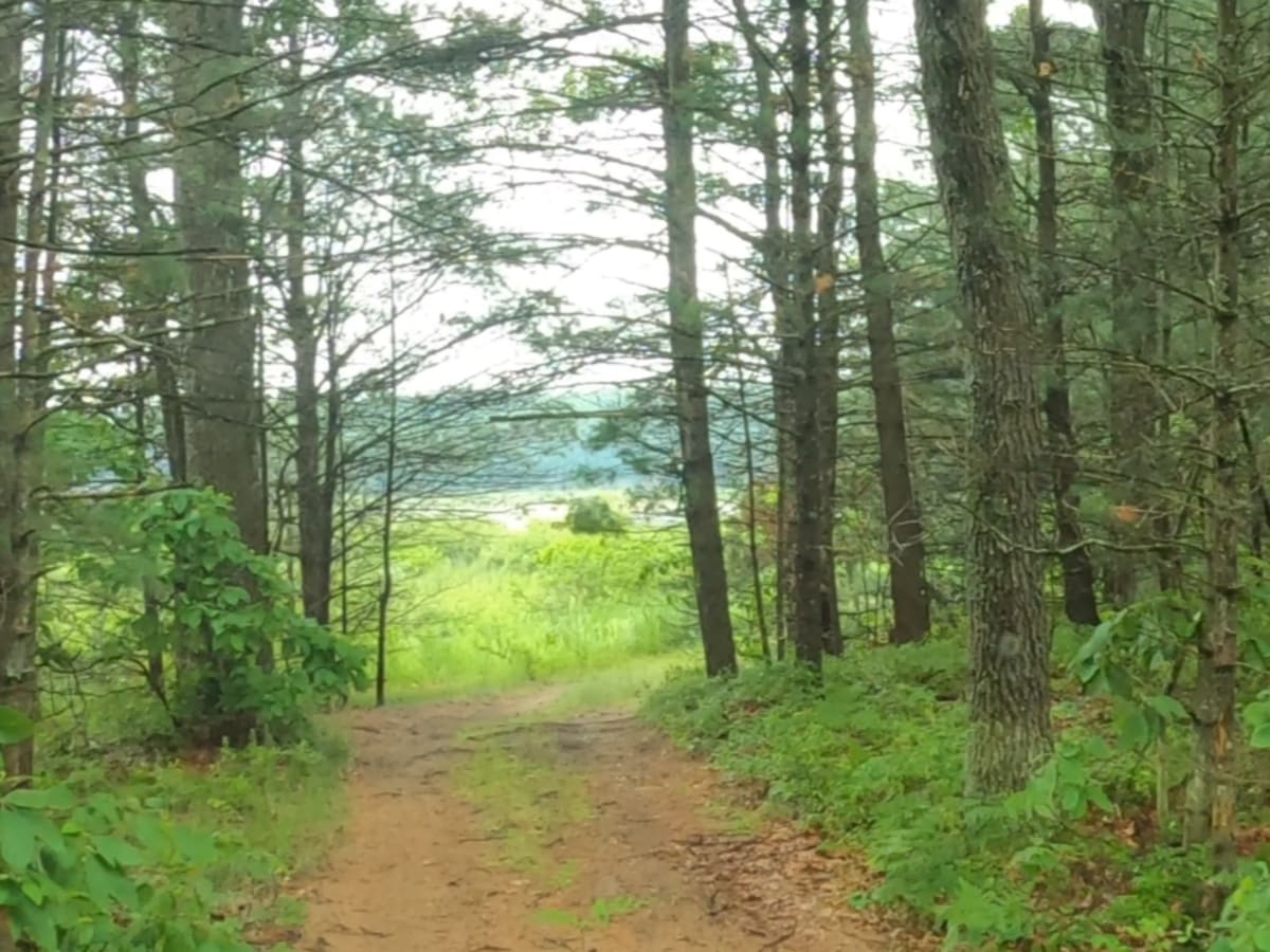 Forest Route 9195 photo 6