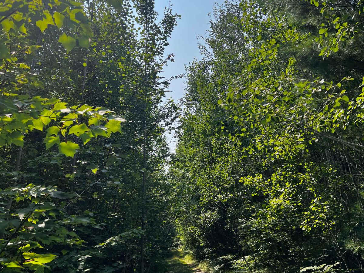Jungle Trail trail photo