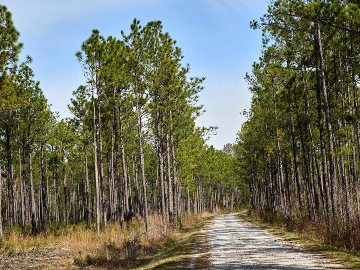 Bob Morris Road - FSR174 photo 4