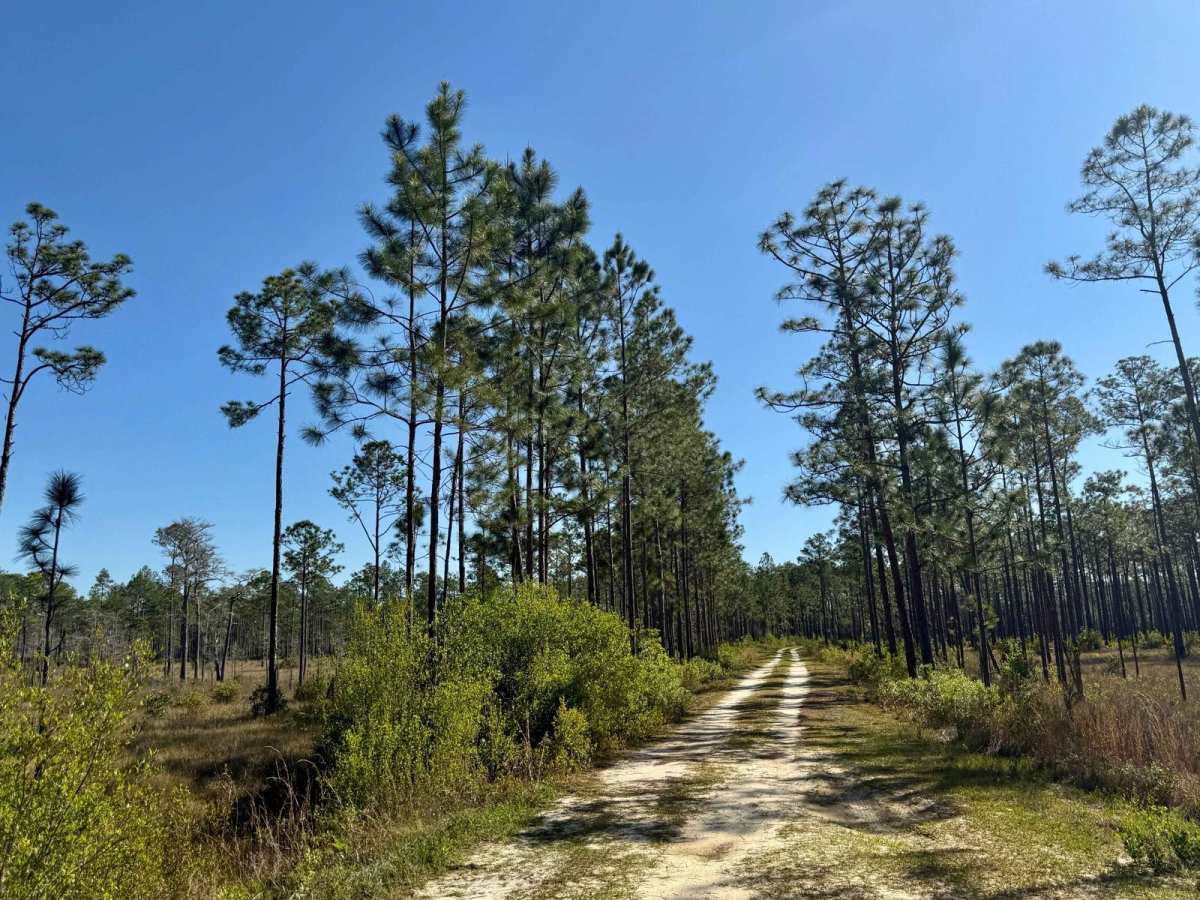 Rowletts Creek - FS 106 photo 6