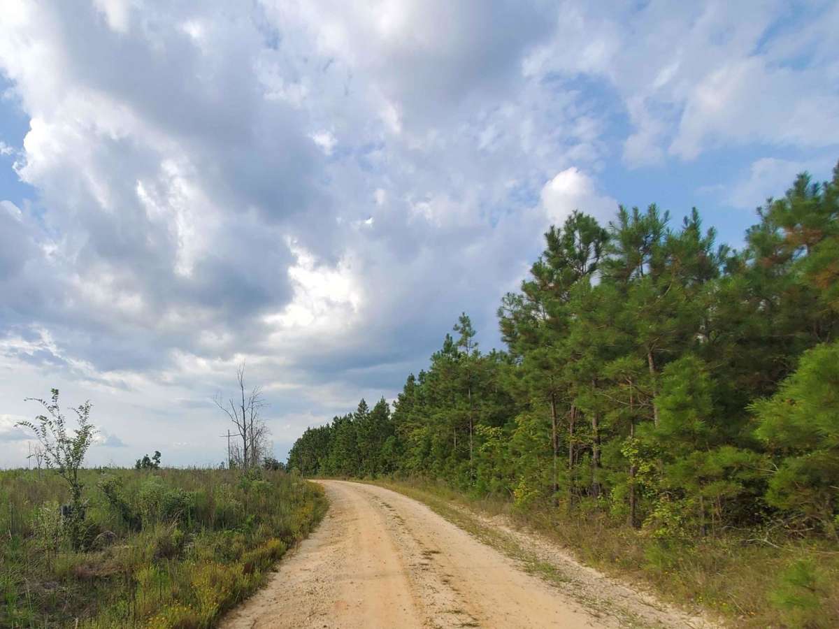 Francis Marion & Sumter National Forests Southern Adventure Route photo 4