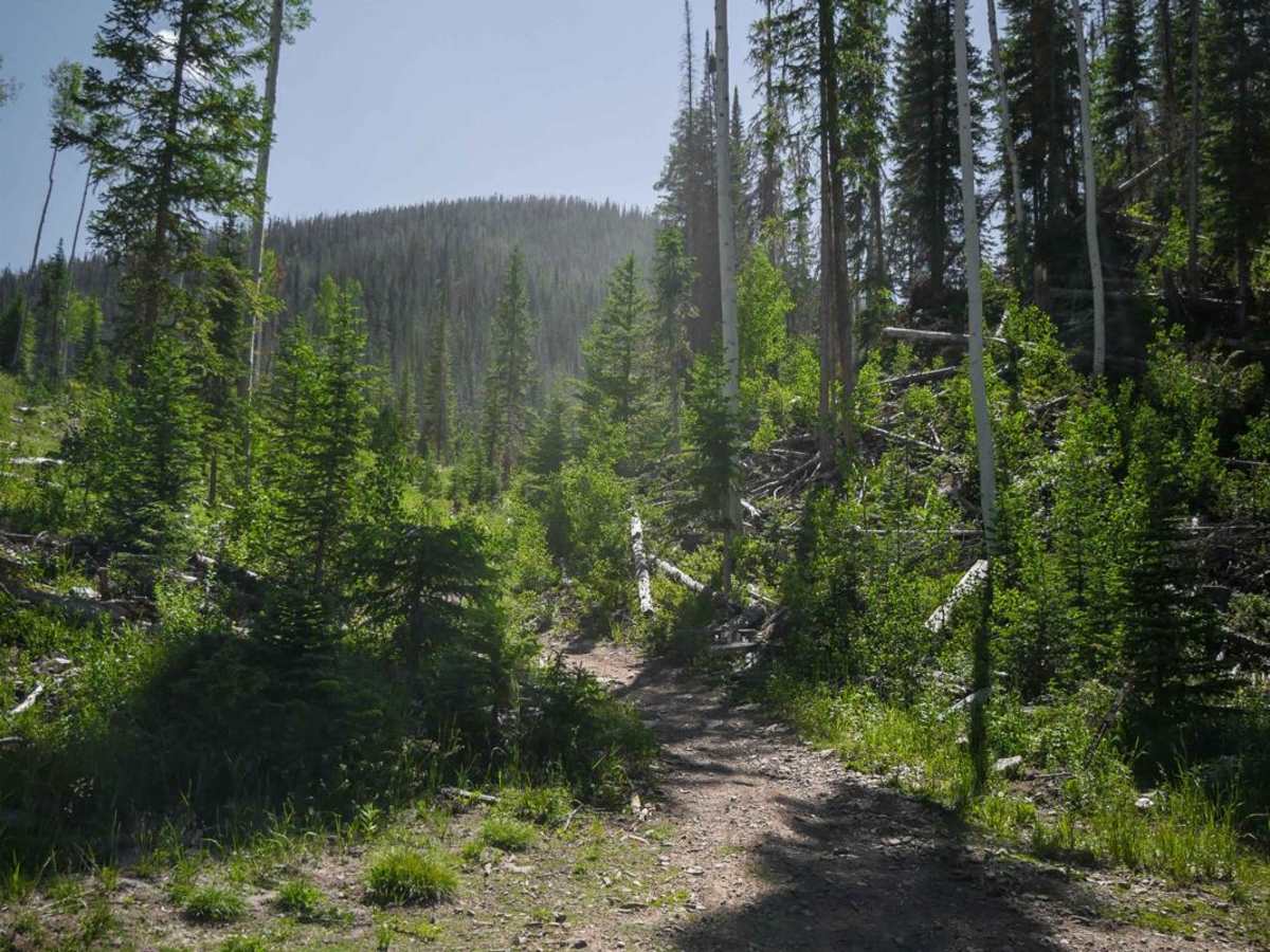 Ellis Trail North photo 6