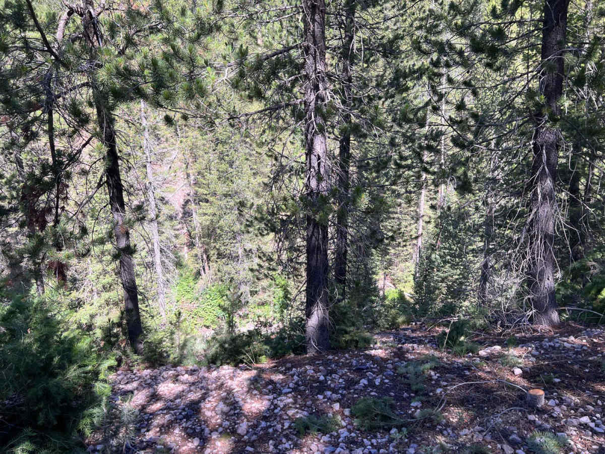 Continental Divide National Scenic Trail (20001) (Partial) photo 5