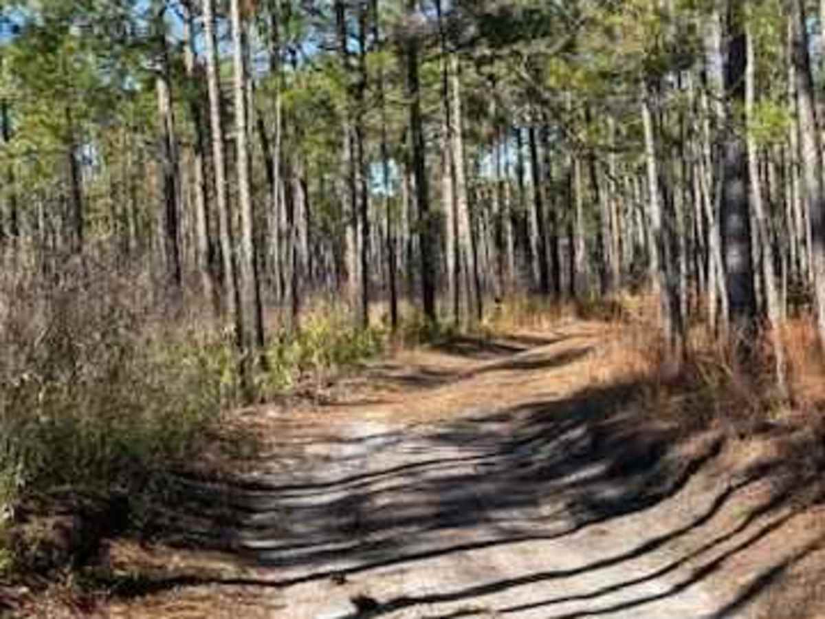 Pettiford Creek Trail 1 photo 5