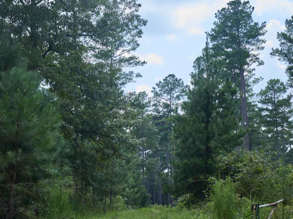 Quail Road trail photo