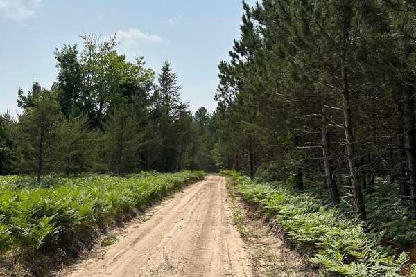 Pine Road Part 2