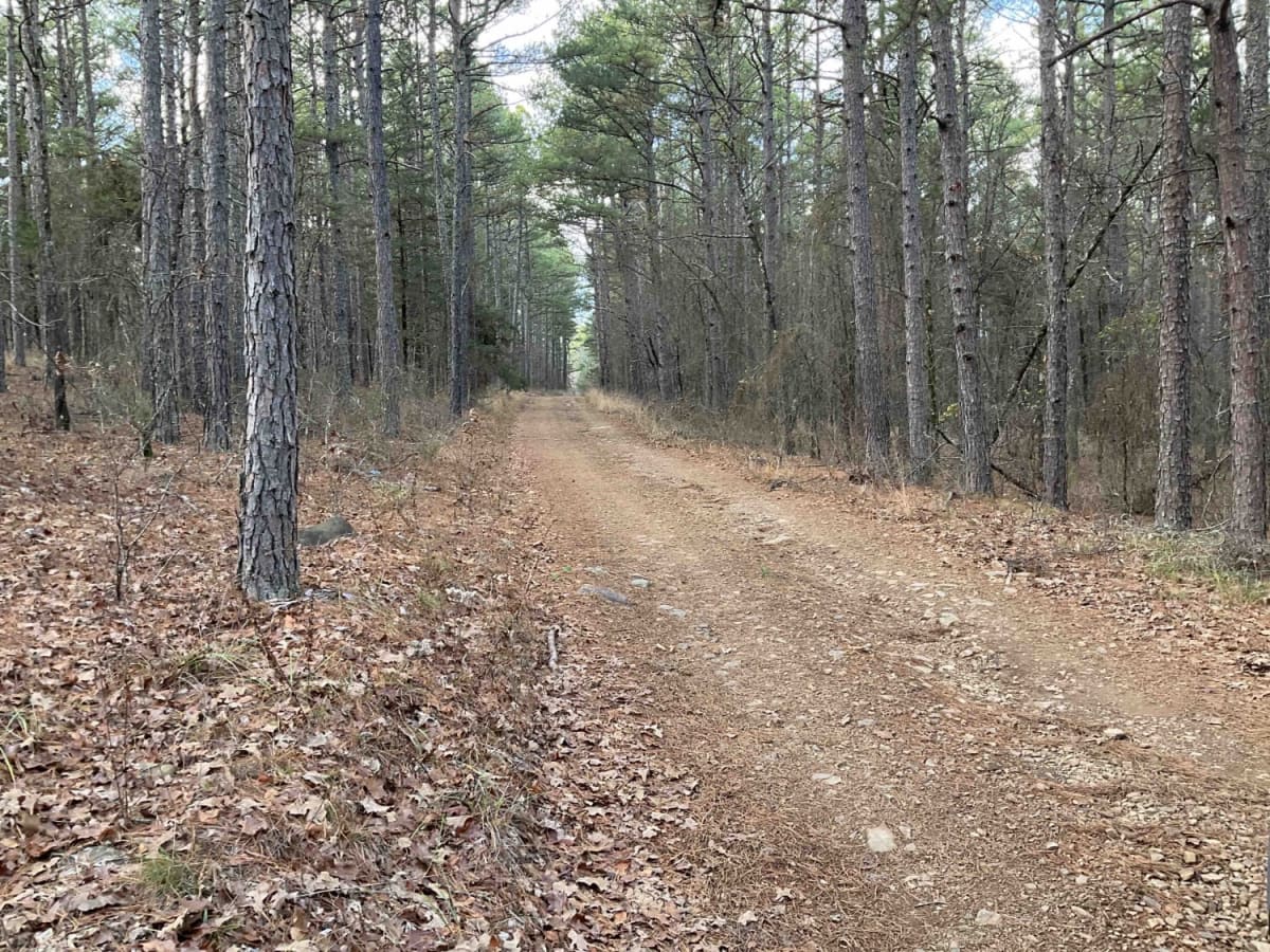 Merie Conser Trail (FS 6061) photo 5
