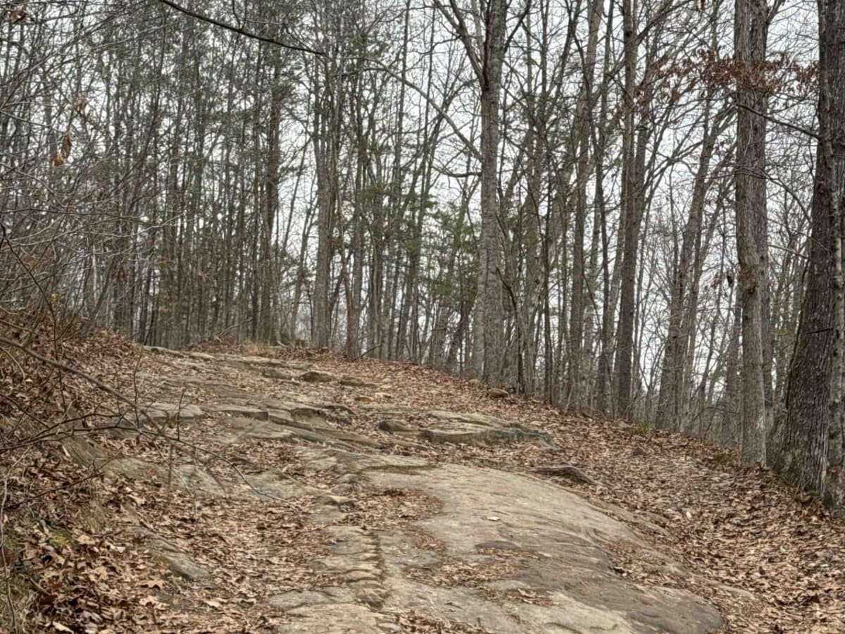 Wildcat Road photo 3