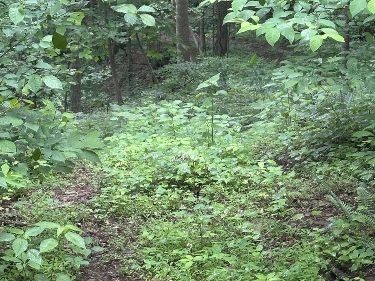 116A trail photo