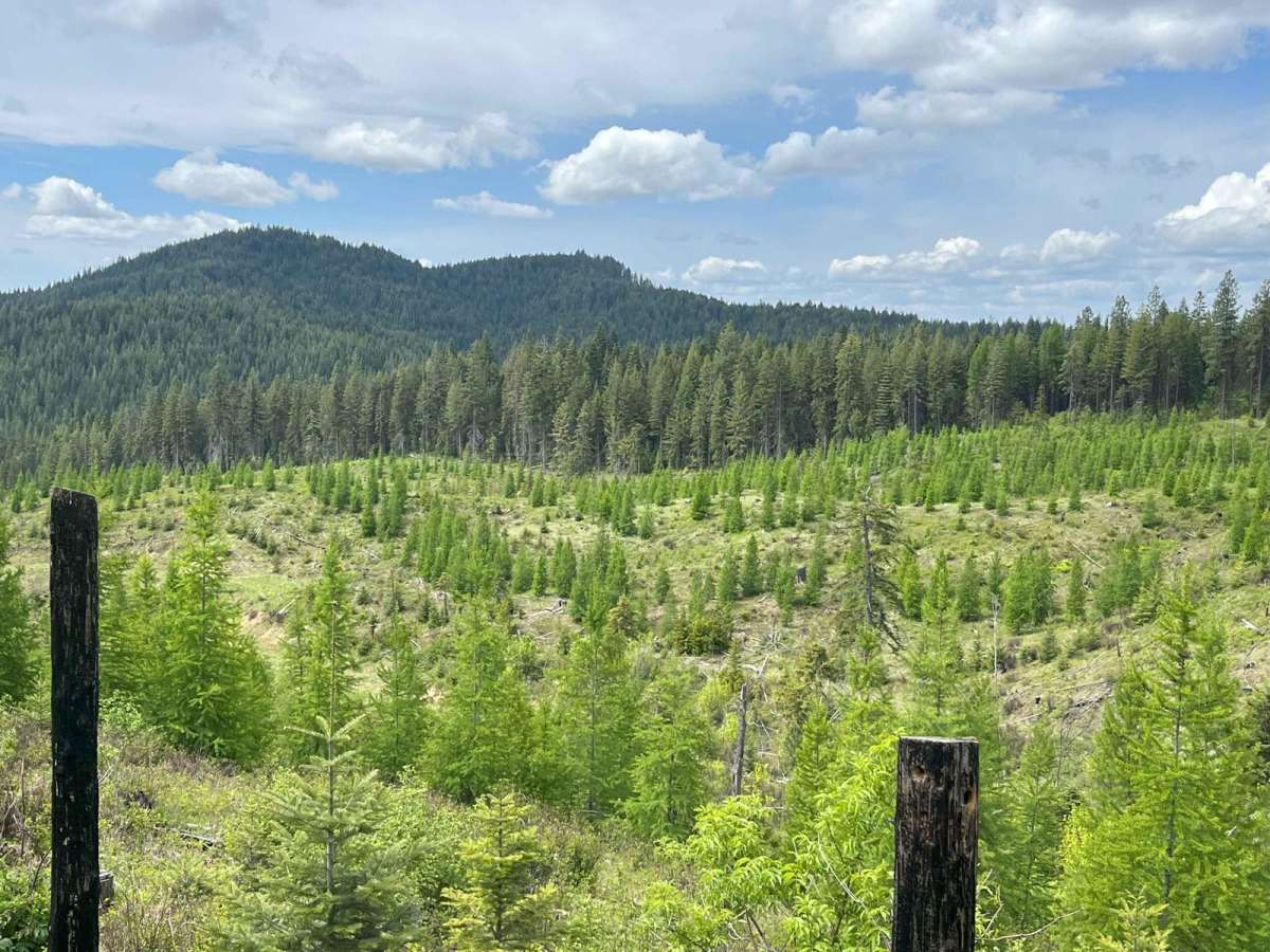 Clearcuts to Bob's Creek Road photo 4