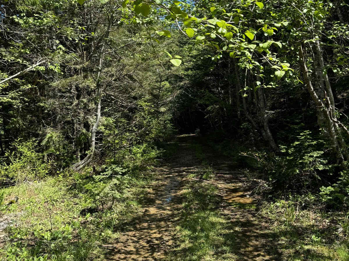 Gumboot Mountain Trail photo 2