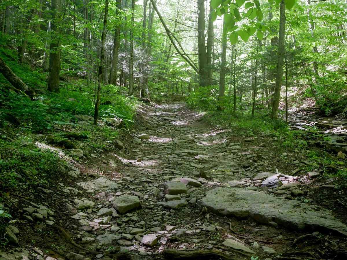 Trail 23 Sawmill Run photo 2